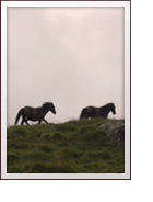 Dartmoor pony